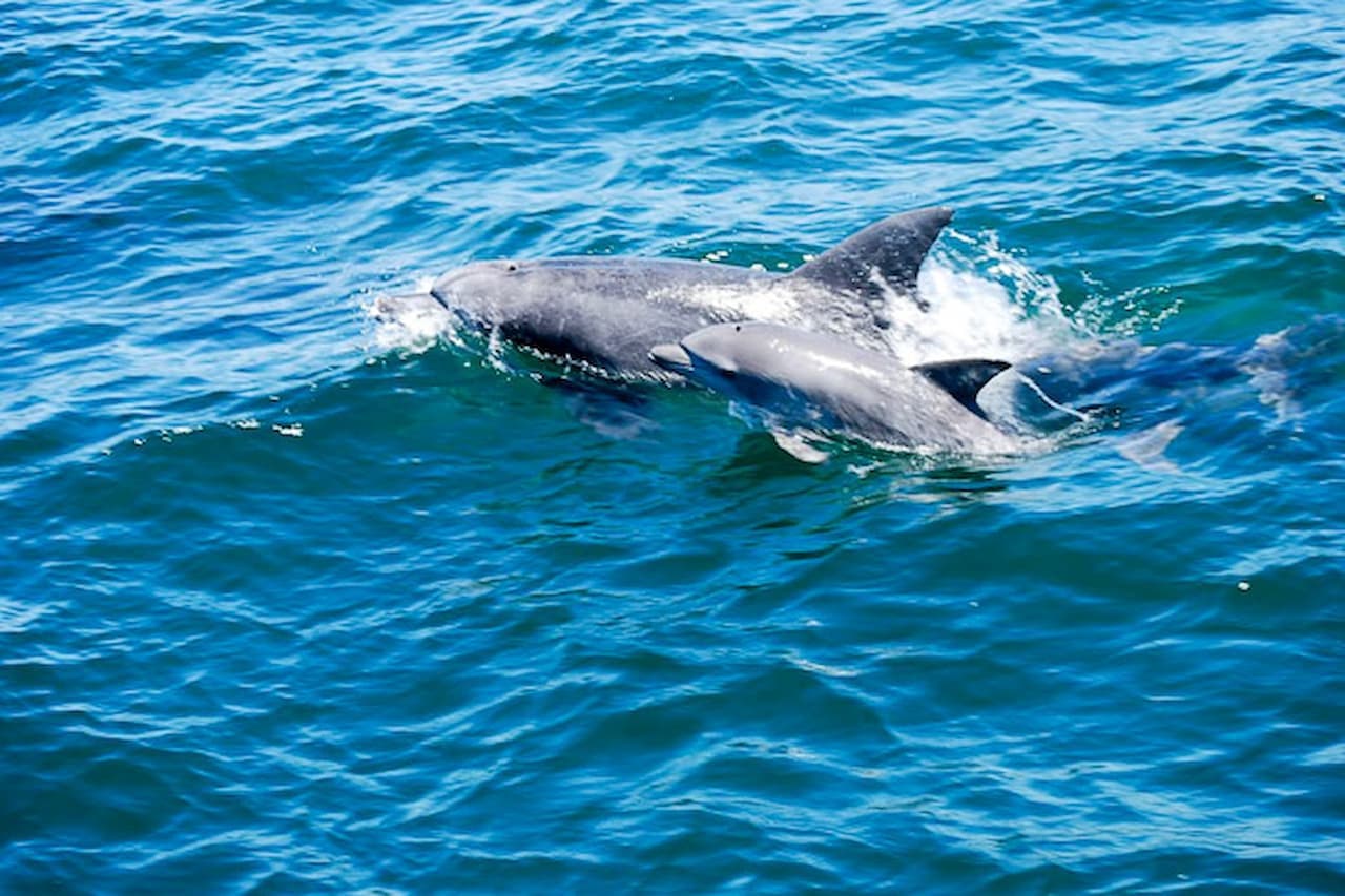 Dolphin Watching Experience in Amakusa - image 3